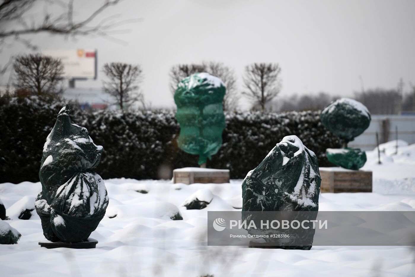 Питомник по выращиванию деревьев для благоустройства Москвы