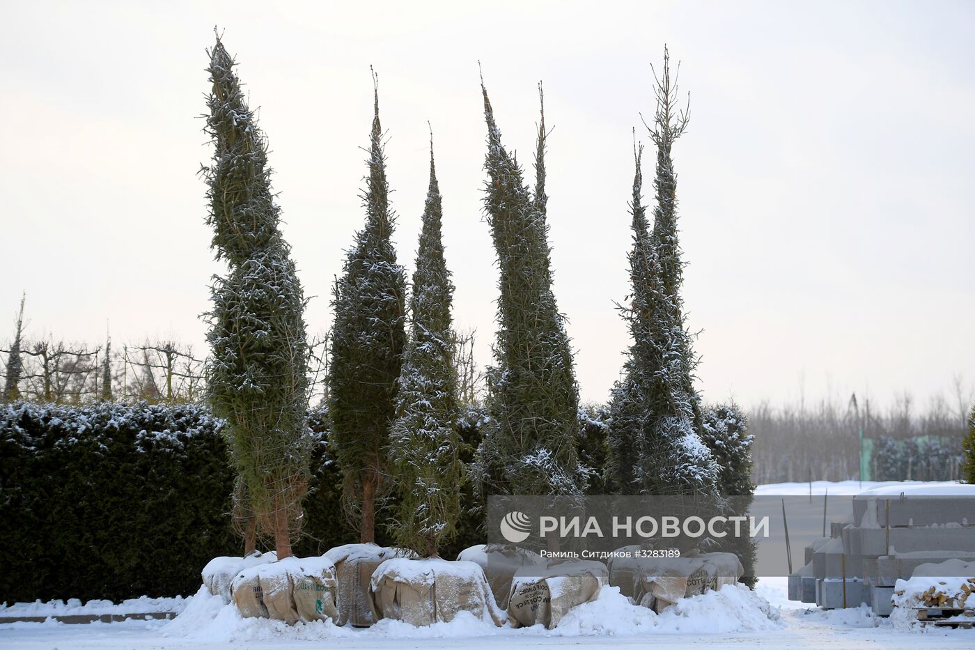 Питомник по выращиванию деревьев для благоустройства Москвы