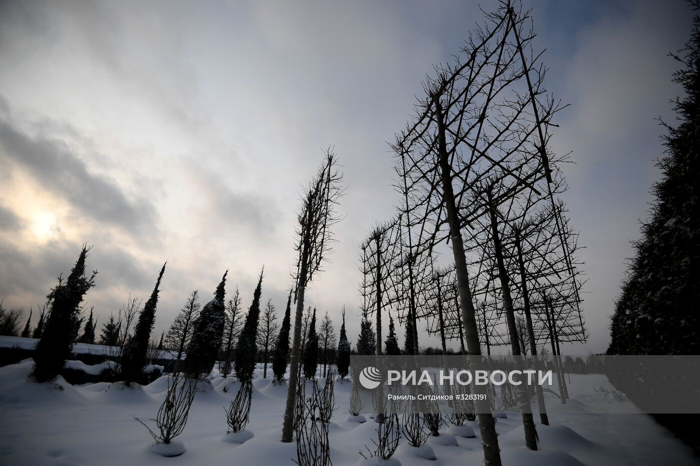 Питомник по выращиванию деревьев для благоустройства Москвы