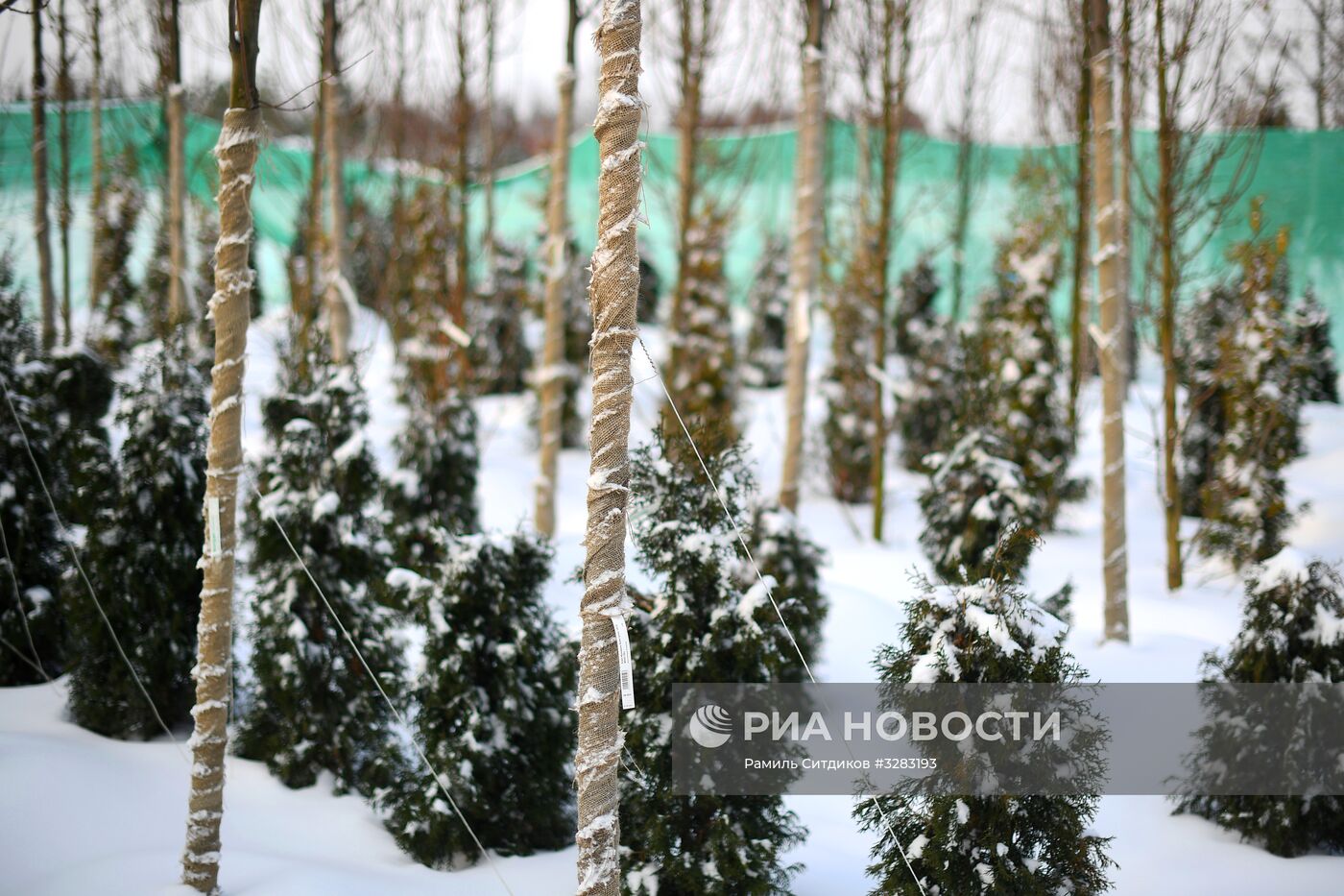 Питомник по выращиванию деревьев для благоустройства Москвы