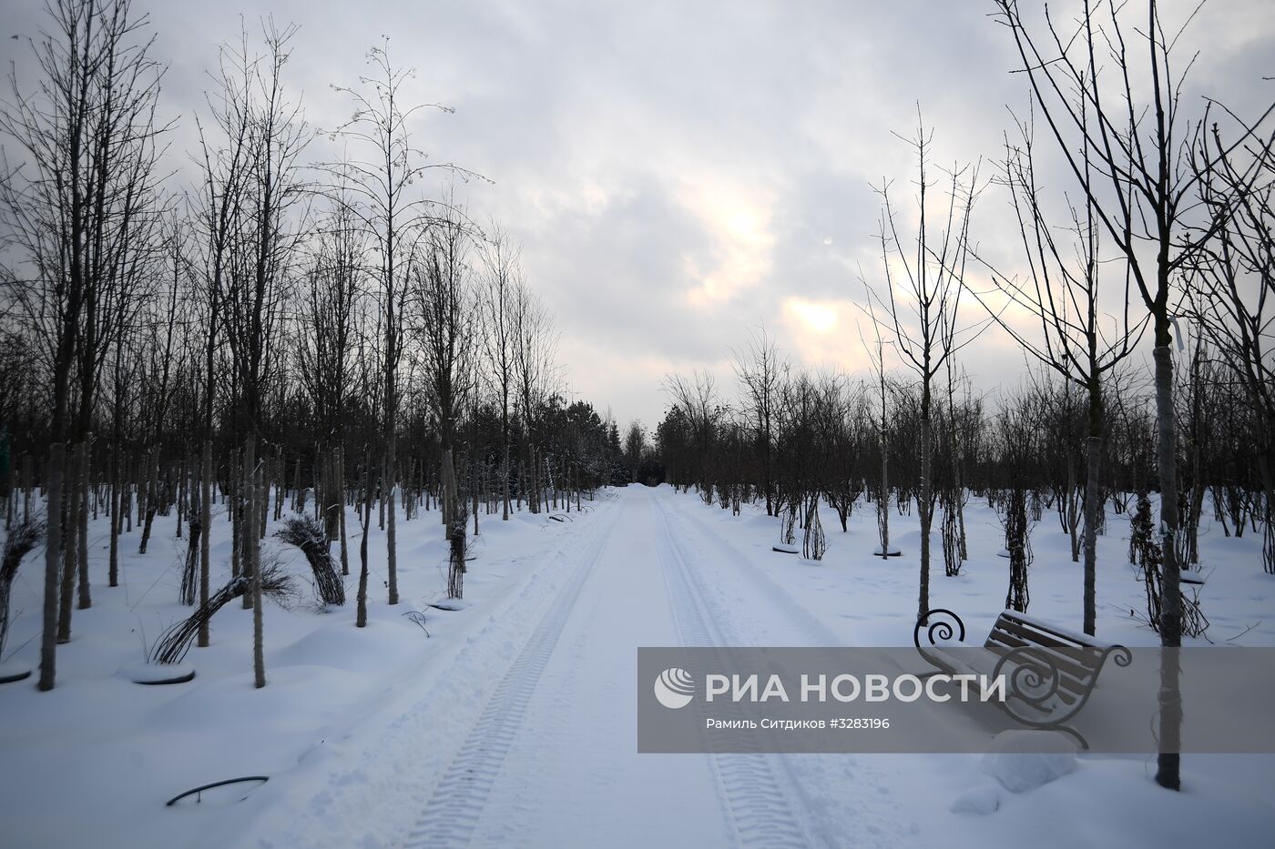 Питомник по выращиванию деревьев для благоустройства Москвы