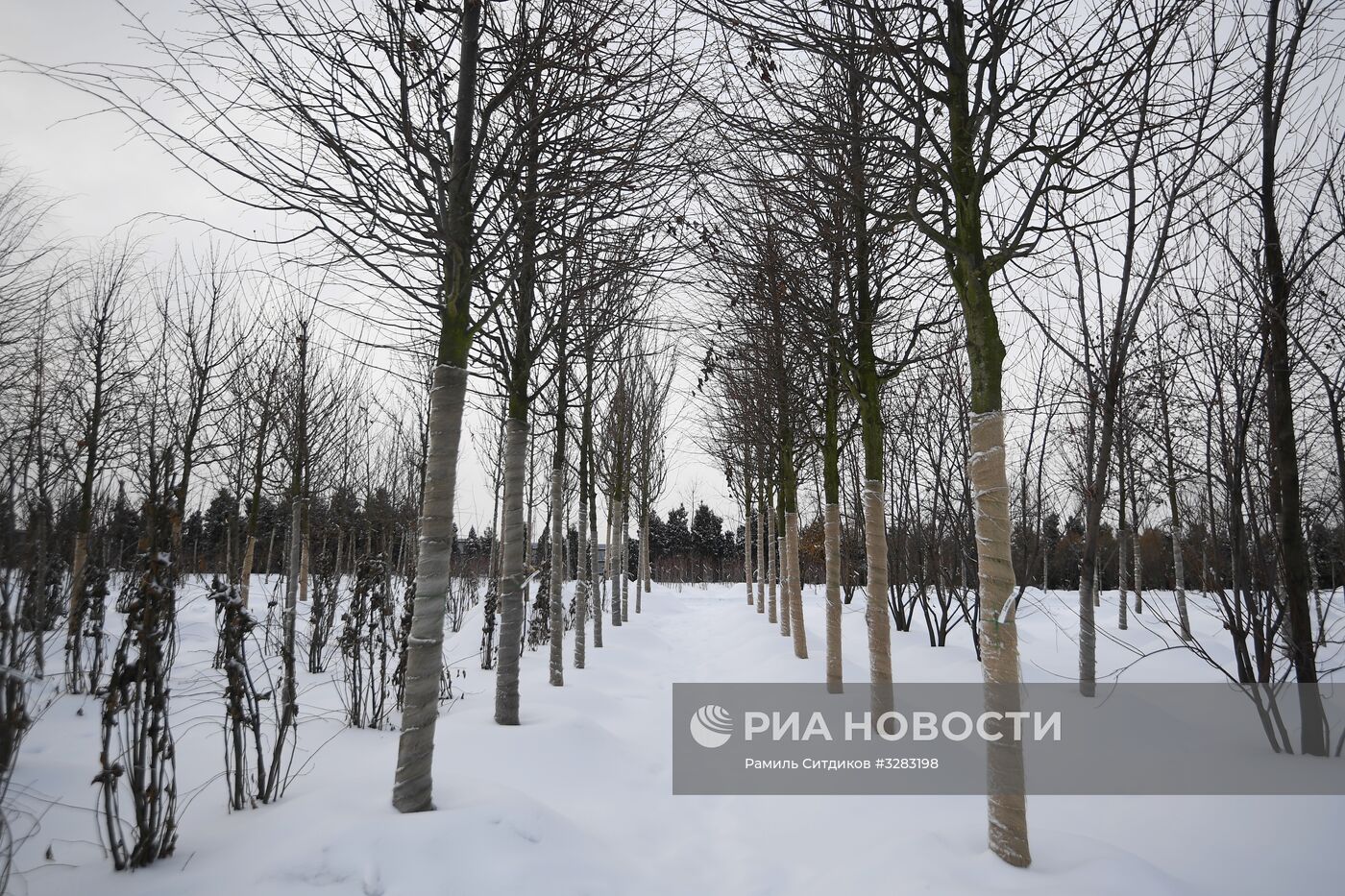 Питомник по выращиванию деревьев для благоустройства Москвы