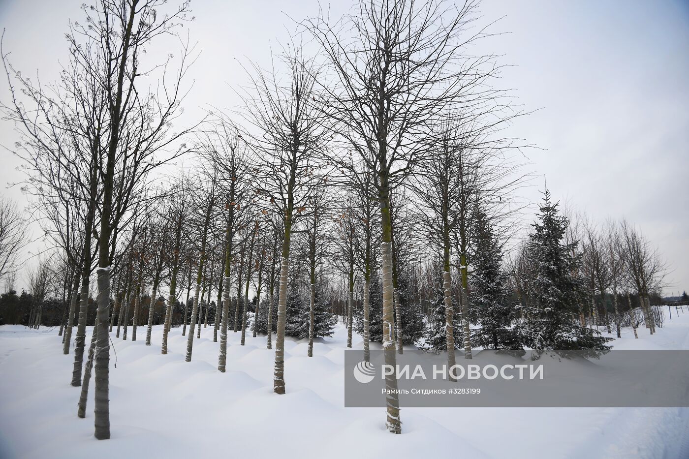 Питомник по выращиванию деревьев для благоустройства Москвы