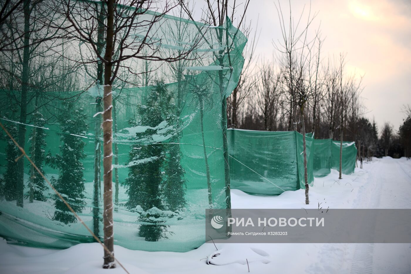 Питомник по выращиванию деревьев для благоустройства Москвы