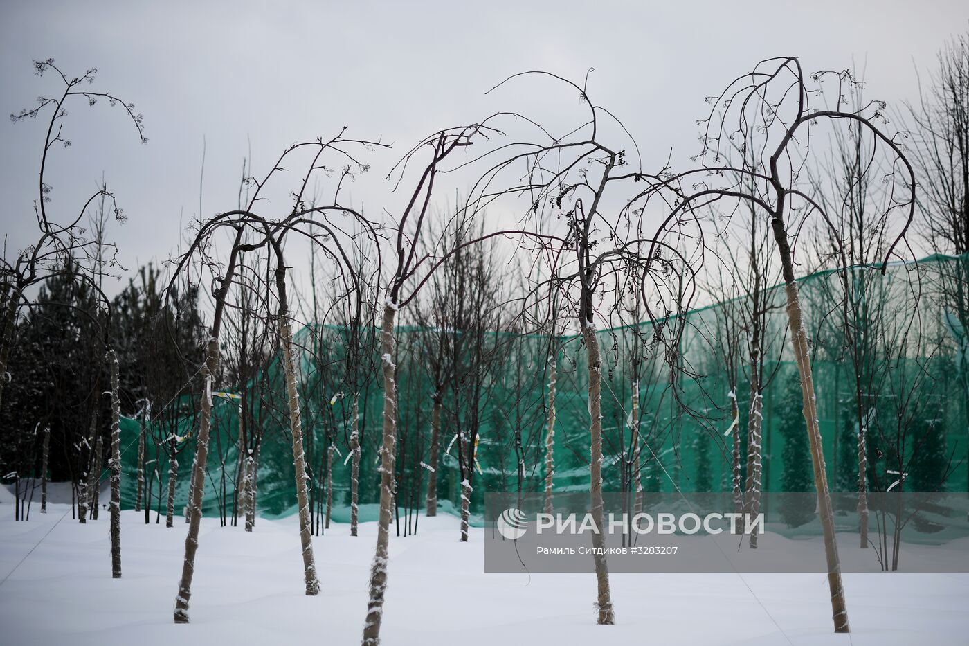 Питомник по выращиванию деревьев для благоустройства Москвы