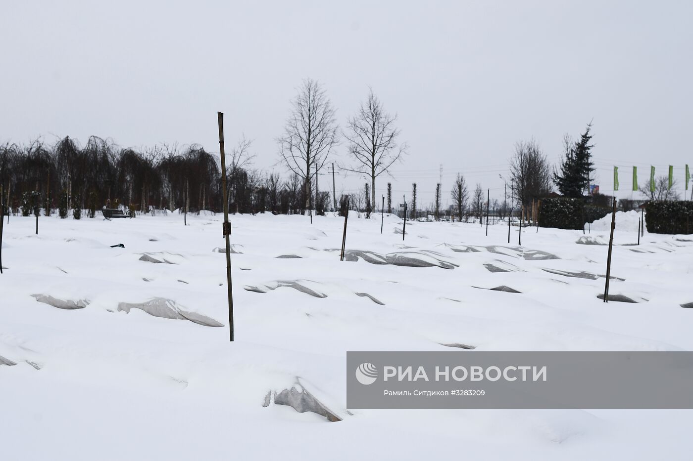 Питомник по выращиванию деревьев для благоустройства Москвы