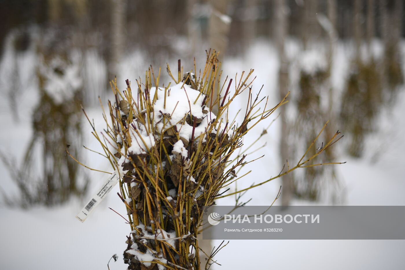 Питомник по выращиванию деревьев для благоустройства Москвы