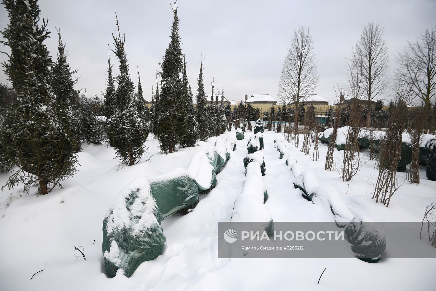 Питомник по выращиванию деревьев для благоустройства Москвы