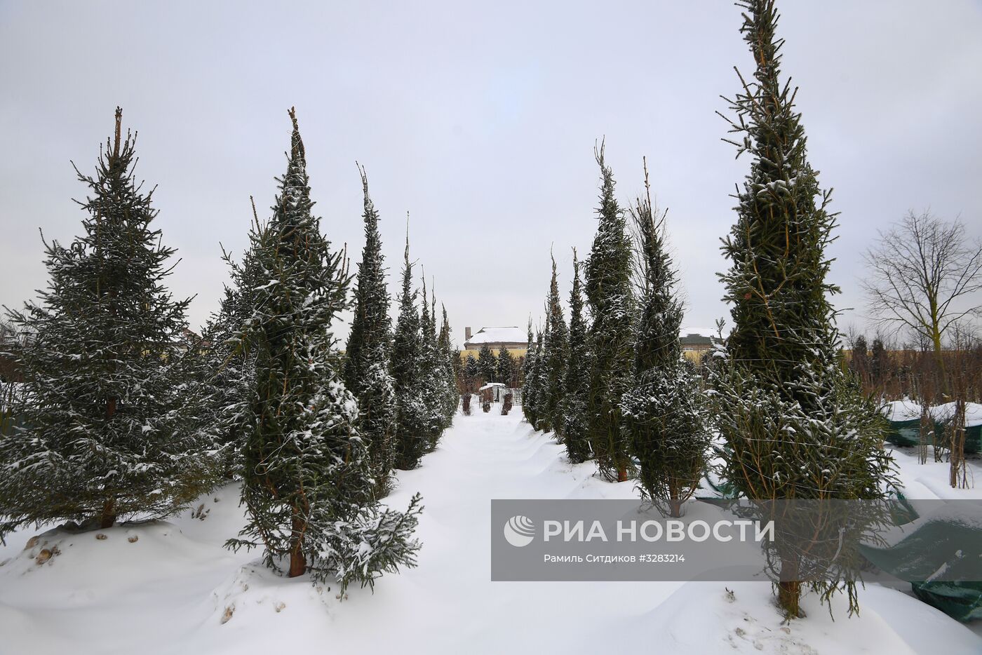 Питомник по выращиванию деревьев для благоустройства Москвы