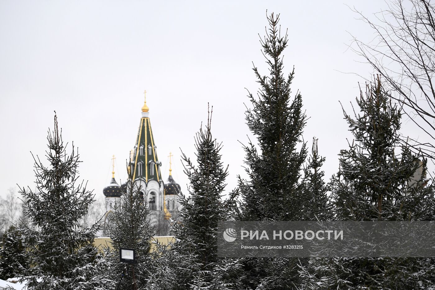 Питомник по выращиванию деревьев для благоустройства Москвы