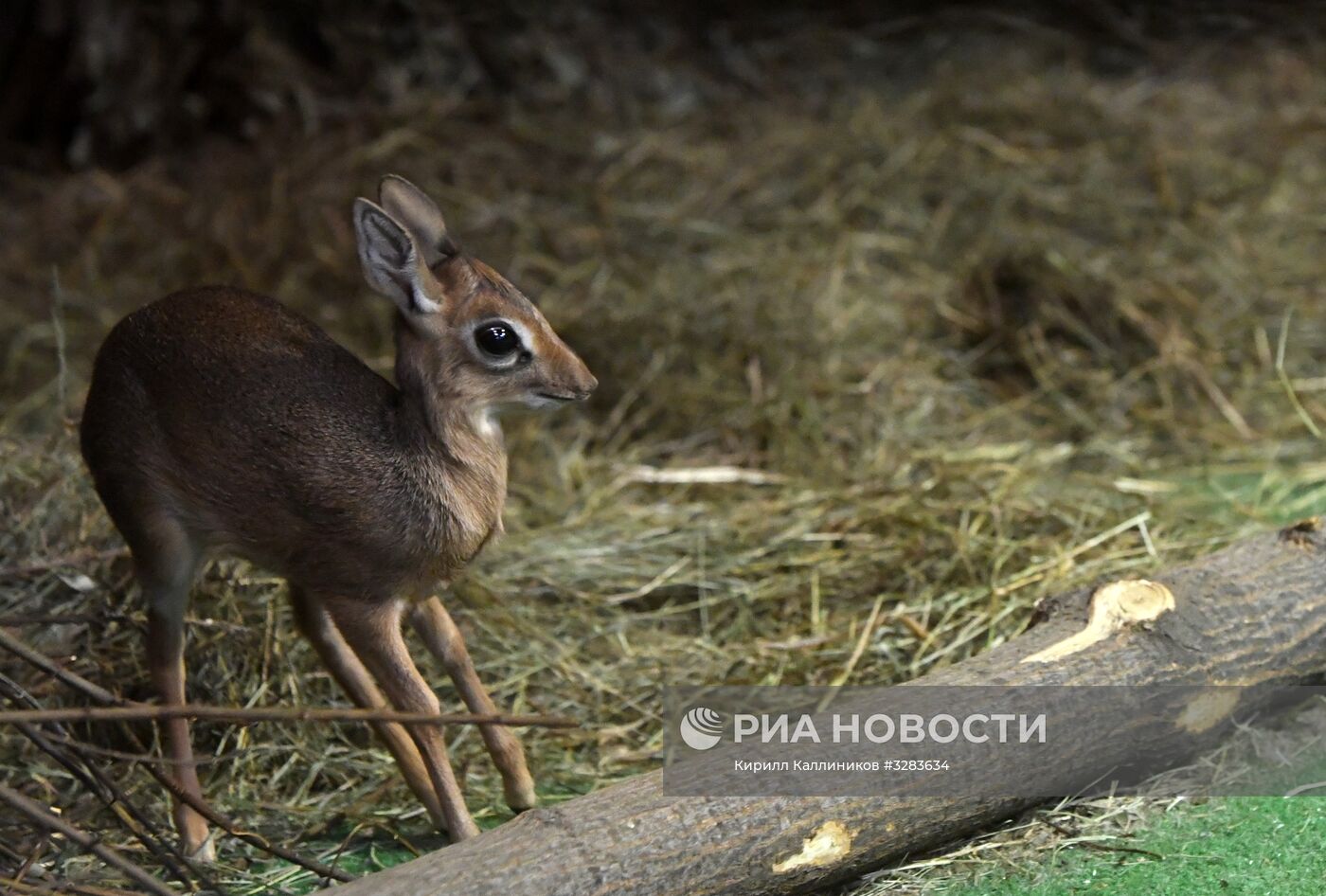 В Московском зоопарке появился детёныш миниатюрной африканской антилопы