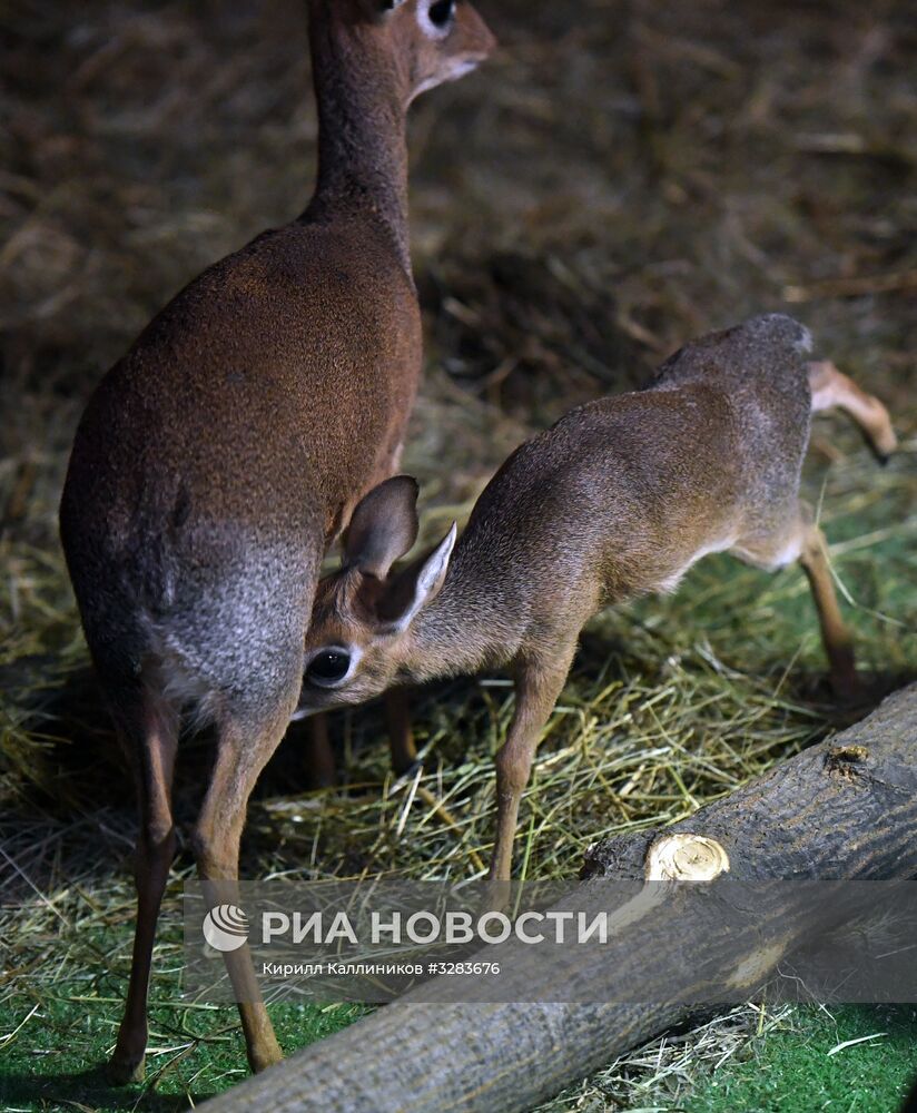 В Московском зоопарке появился детёныш миниатюрной африканской антилопы