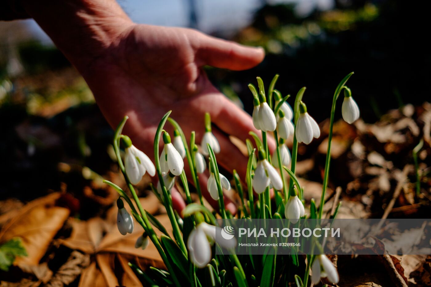 В ботаническом саду Краснодарского края зацвели весенние первоцветы