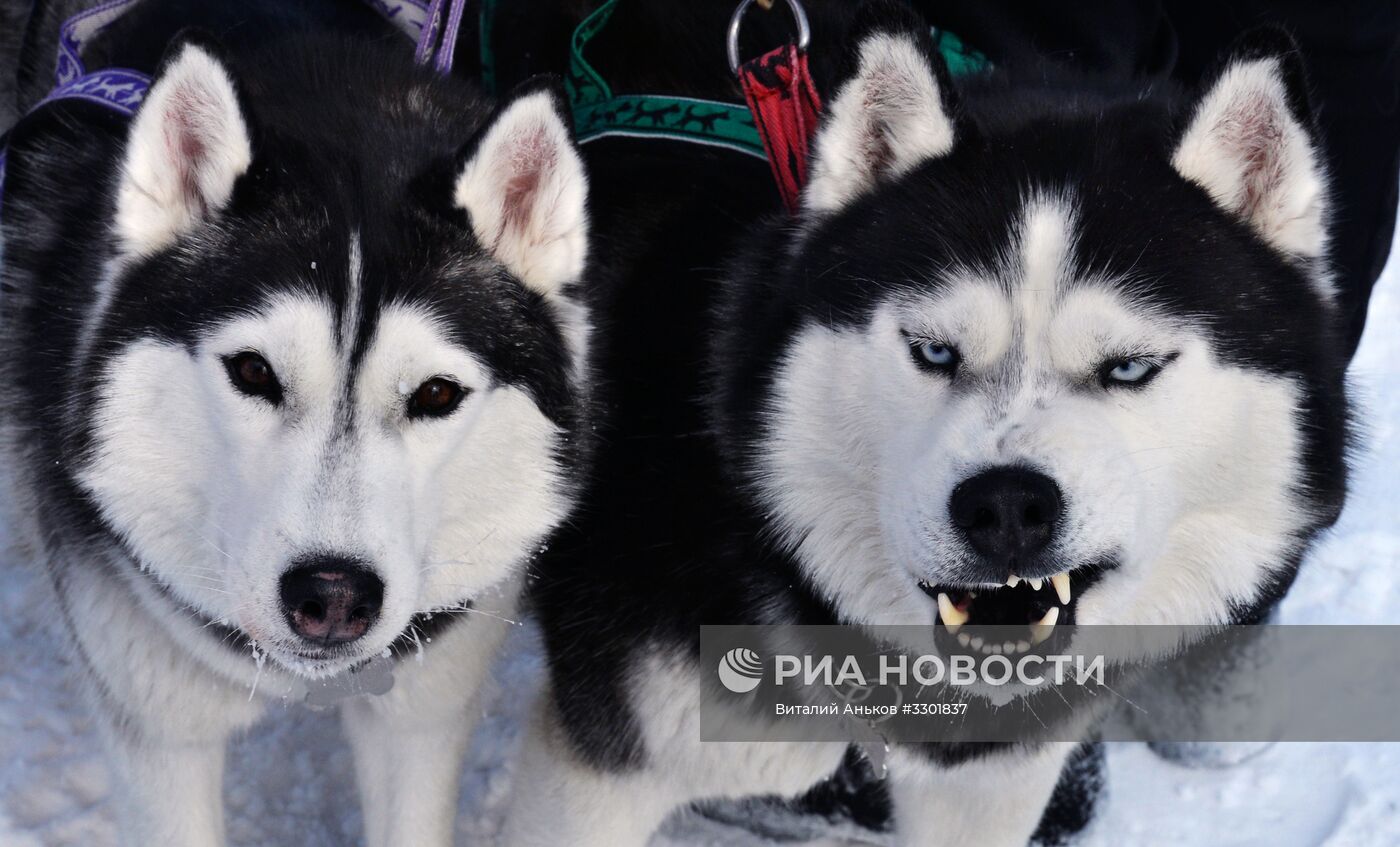 Открытый чемпионат Приморского края по снежным дисциплинам ездового спорта