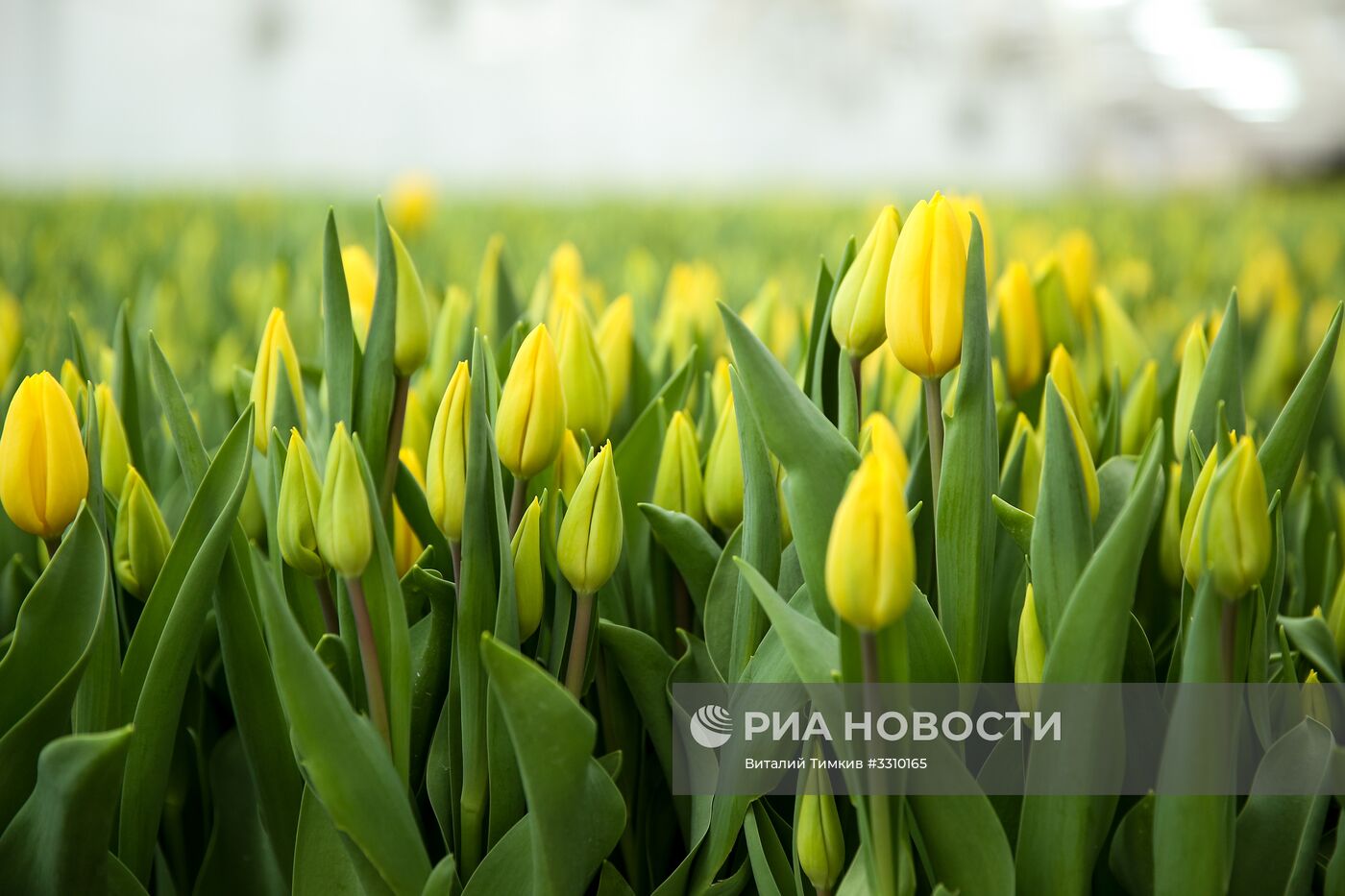 Выращивание тюльпанов в Краснодарском крае