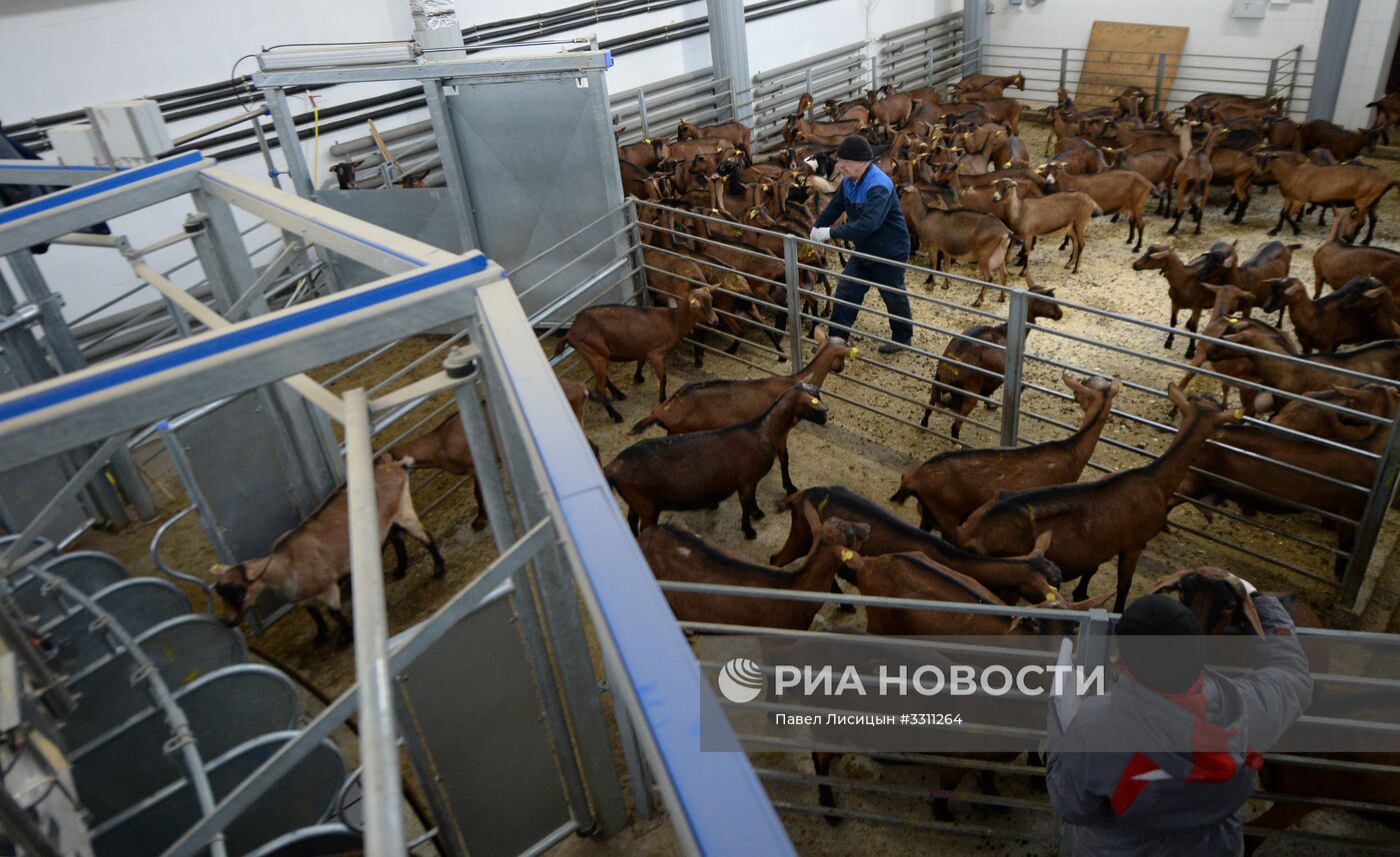 Козья ферма в Свердловской области