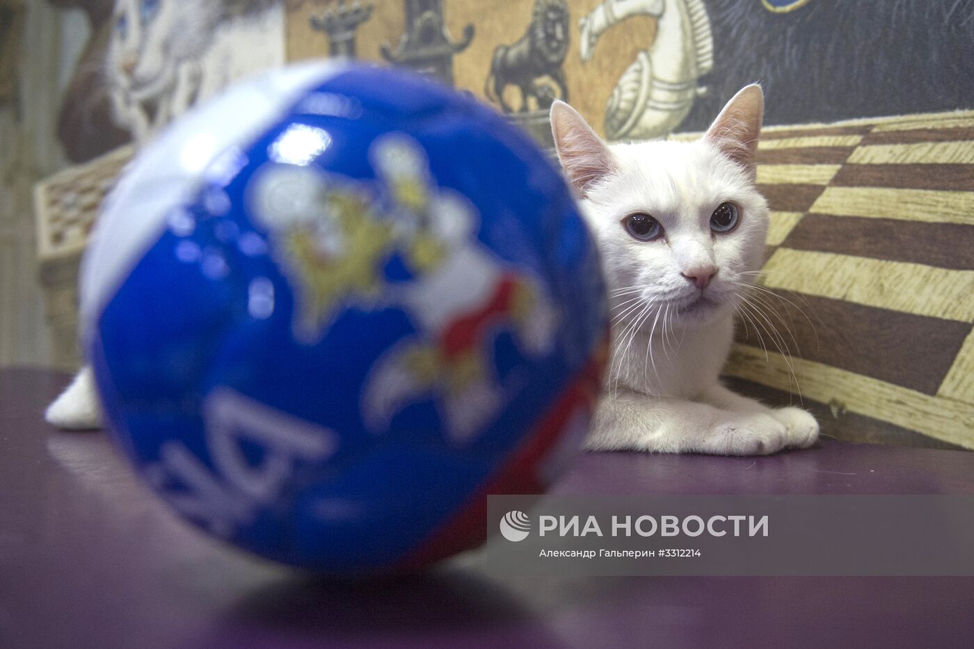 Эрмитажный кот Ахилл-оракул чемпионата мира по футболу 2018