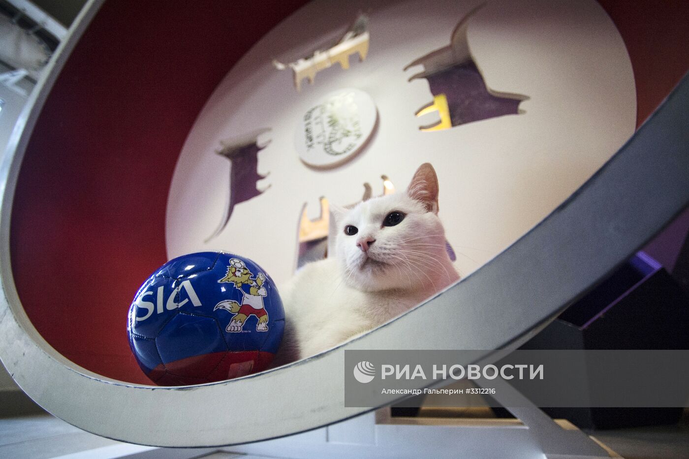 Эрмитажный кот Ахилл-оракул чемпионата мира по футболу 2018