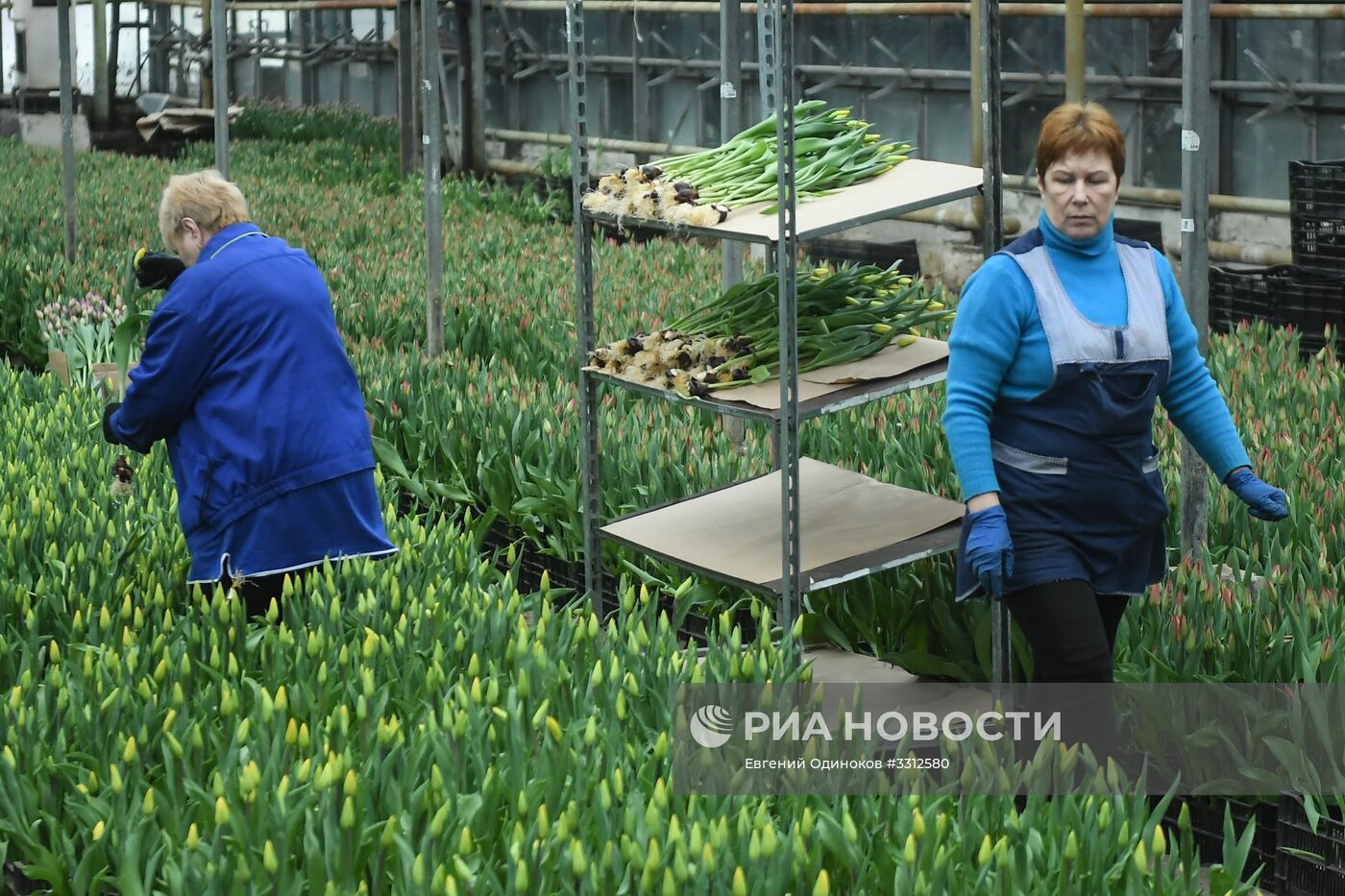 Предприятие по выращиванию цветов в Москве