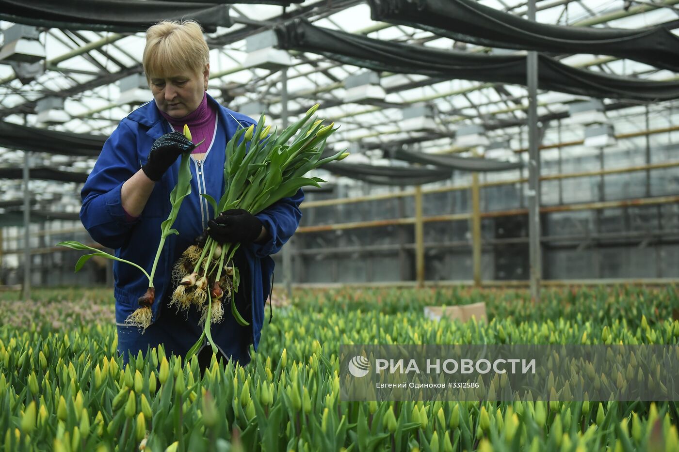 Предприятие по выращиванию цветов в Москве