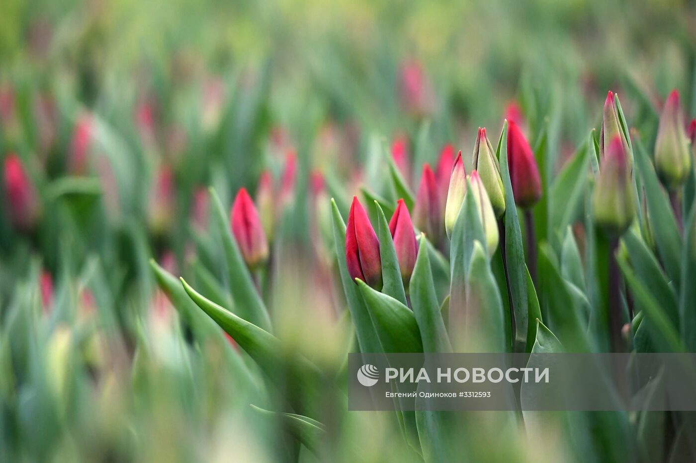 Предприятие по выращиванию цветов в Москве