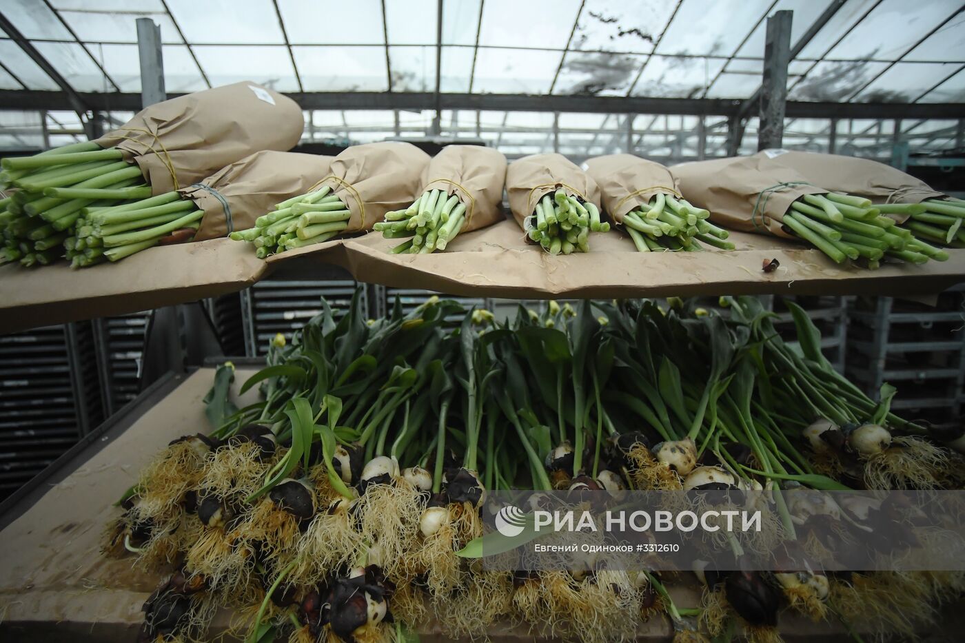 Предприятие по выращиванию цветов в Москве