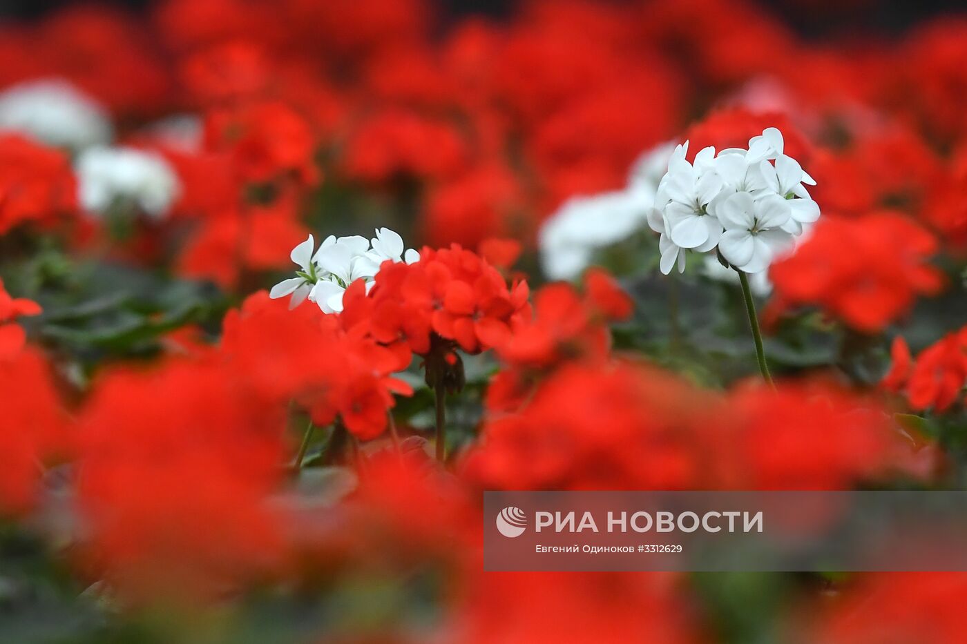 Предприятие по выращиванию цветов в Москве