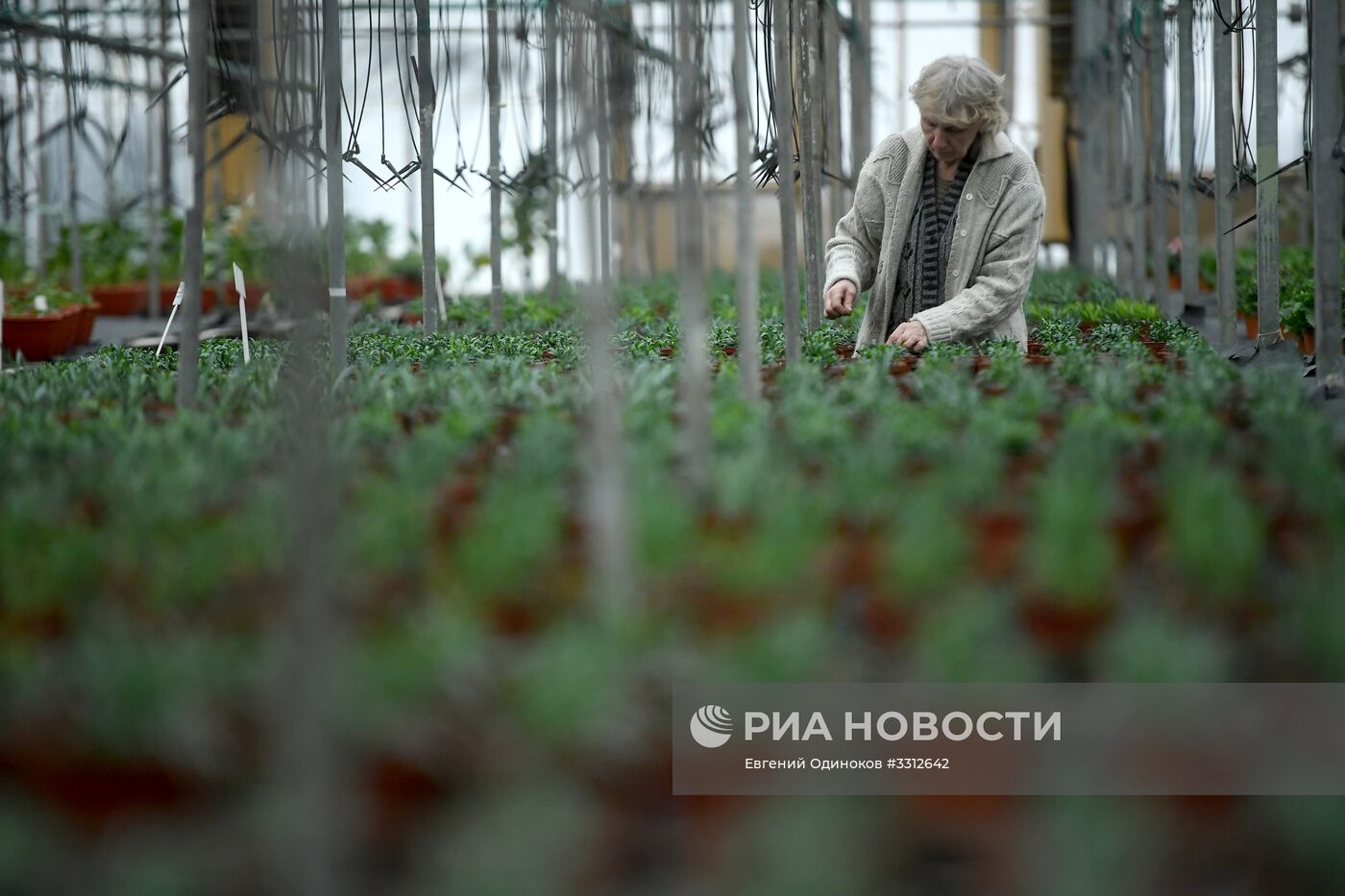 Предприятие по выращиванию цветов в Москве