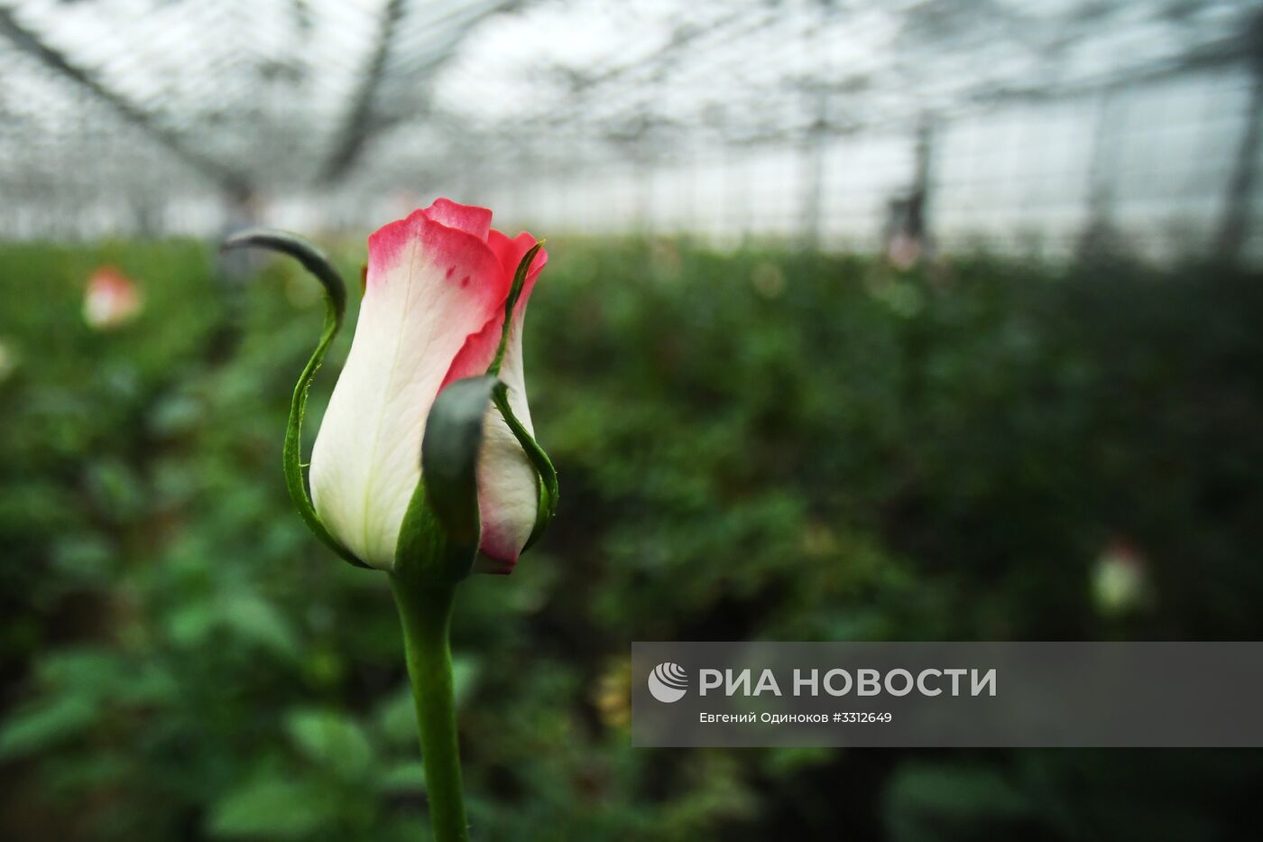 Предприятие по выращиванию цветов в Москве