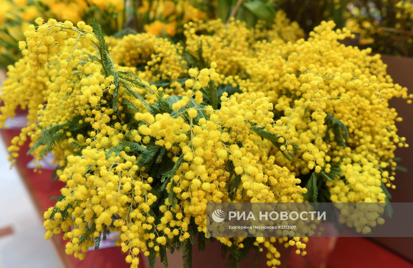 Весенний цветочный базар в Петровском Пассаже