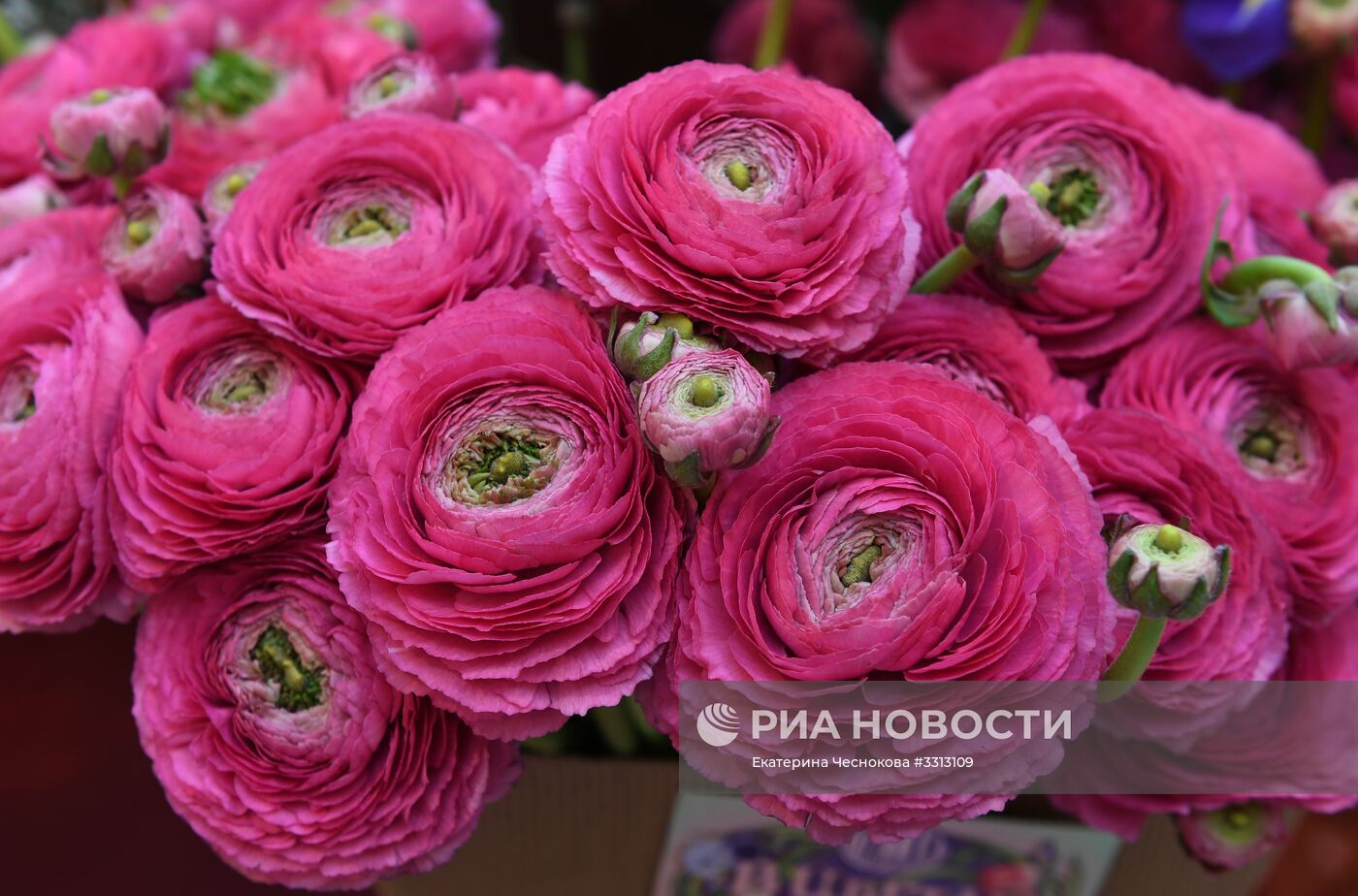 Весенний цветочный базар в Петровском Пассаже