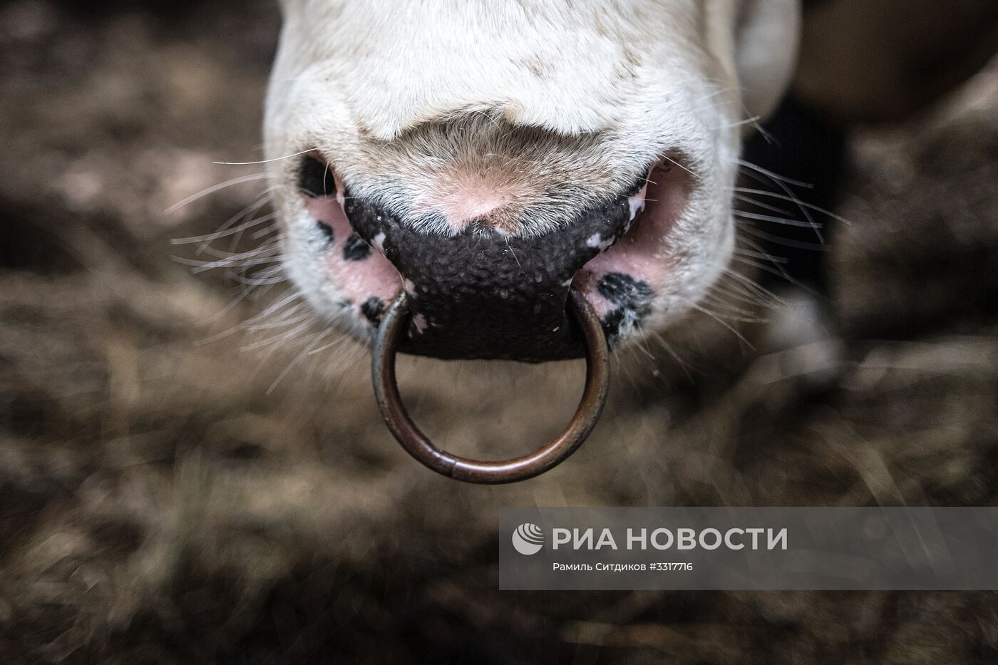 Агрохолдинг "АгриВолга" в Ярославской области