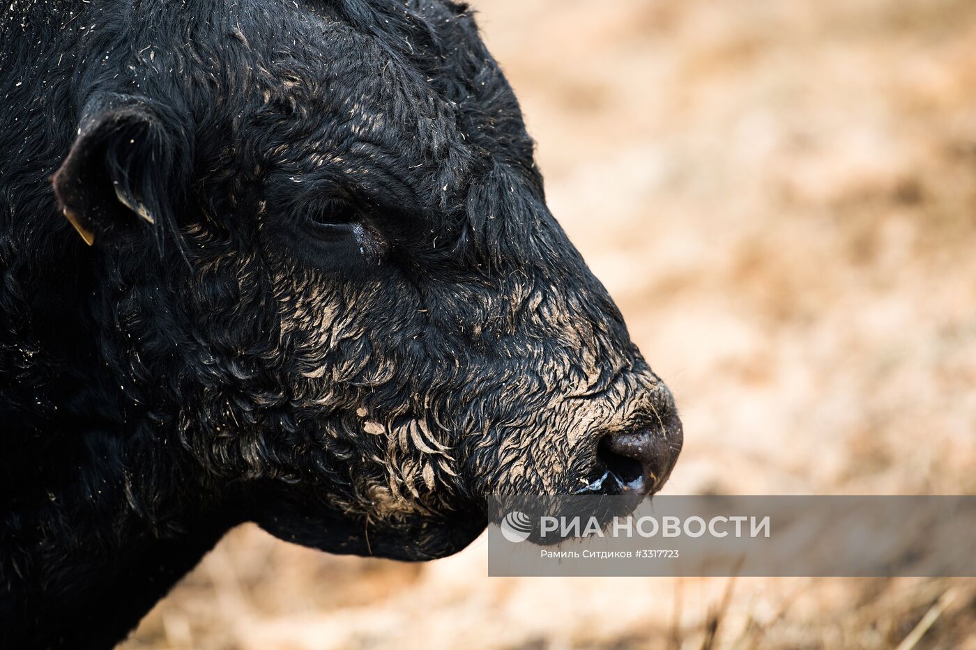 Агрохолдинг "АгриВолга" в Ярославской области
