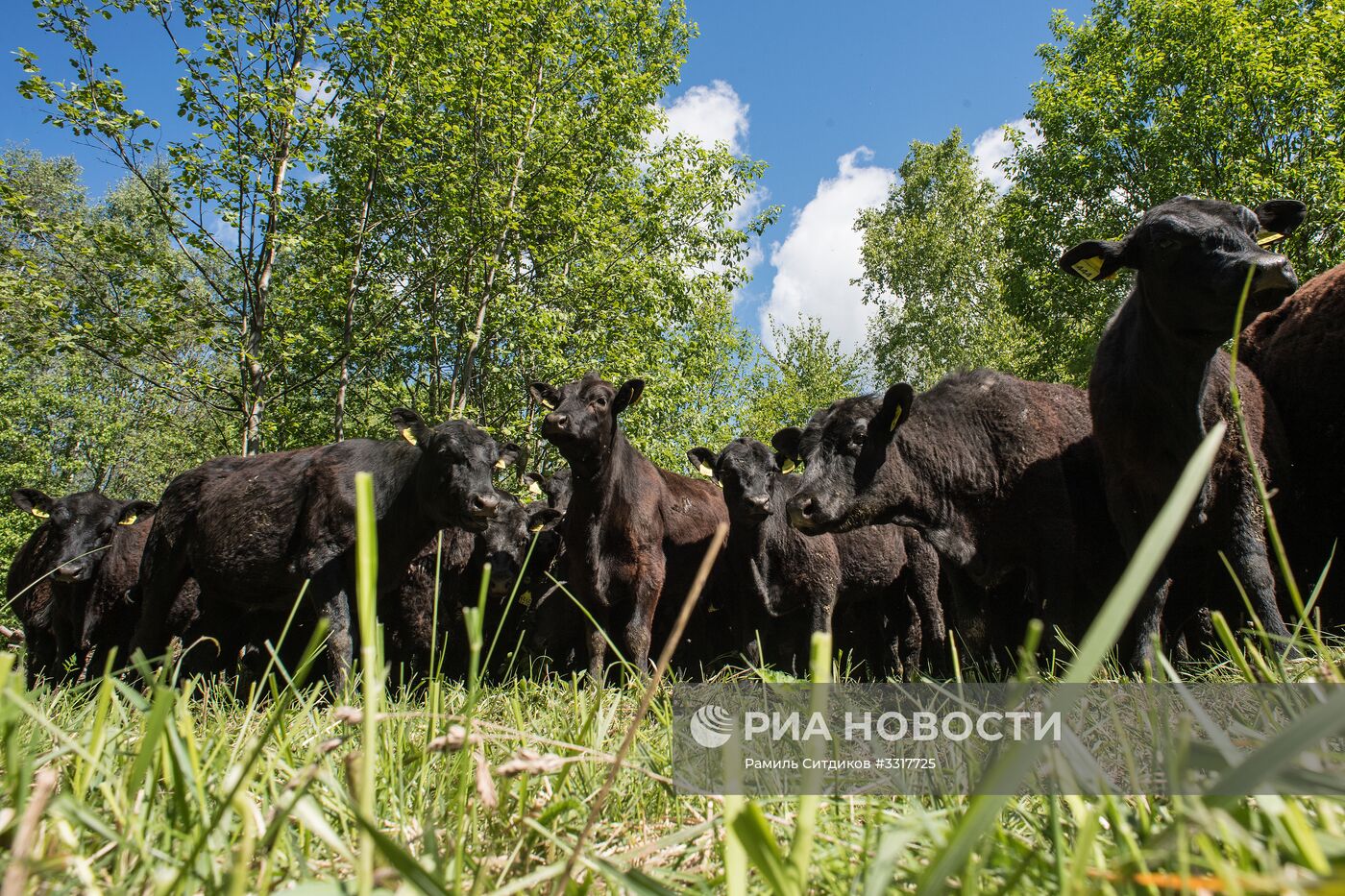 Агрохолдинг "АгриВолга" в Ярославской области