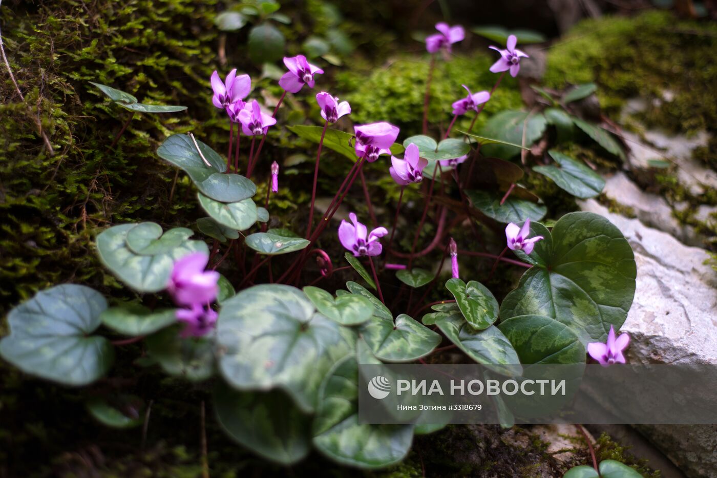 Весна в Сочи