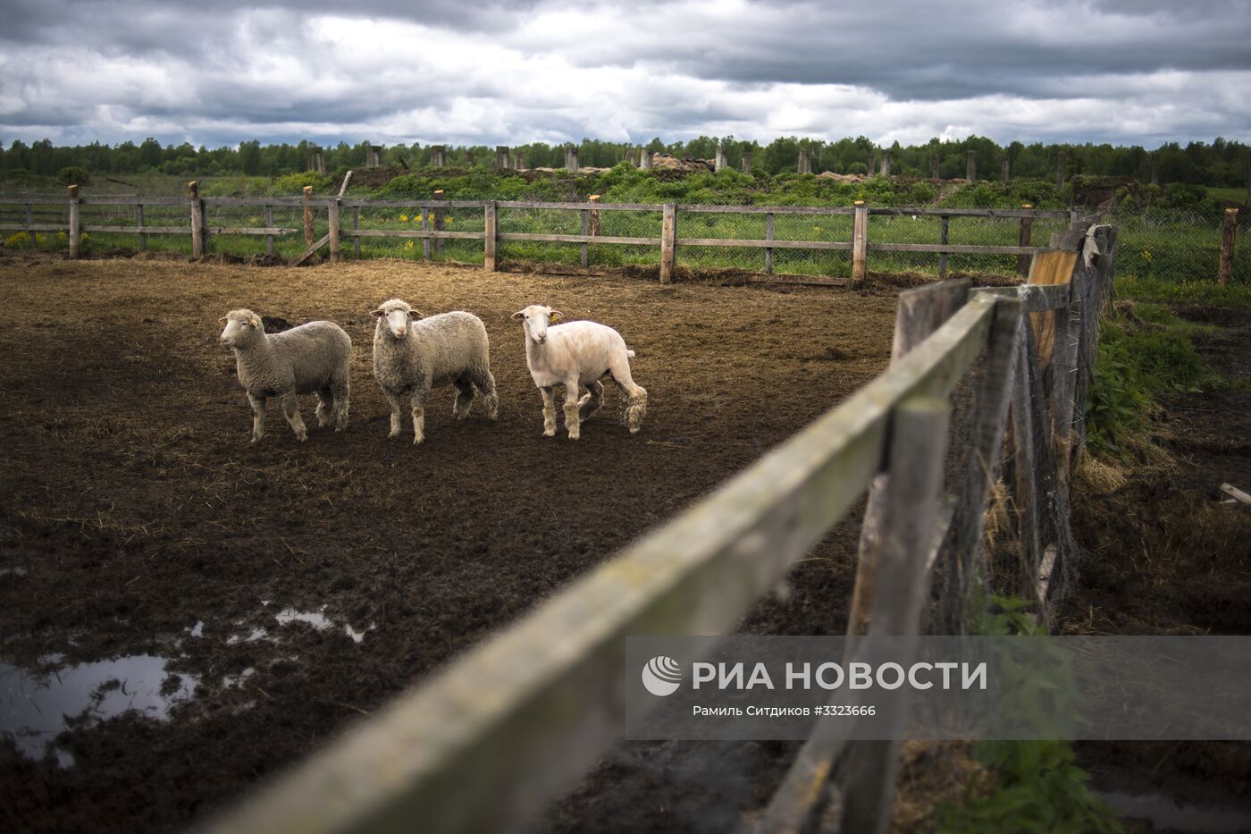 Агрохолдинг "АгриВолга" в Ярославской области