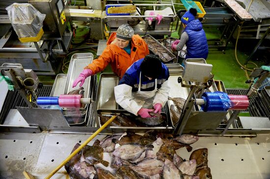 Южно-курильский рыбокомбинат. Южно-курильский рыбокомбинат. Южно-курильск завод. Южно-курильский рыбокомбинат. Шикотан рыбозавод.