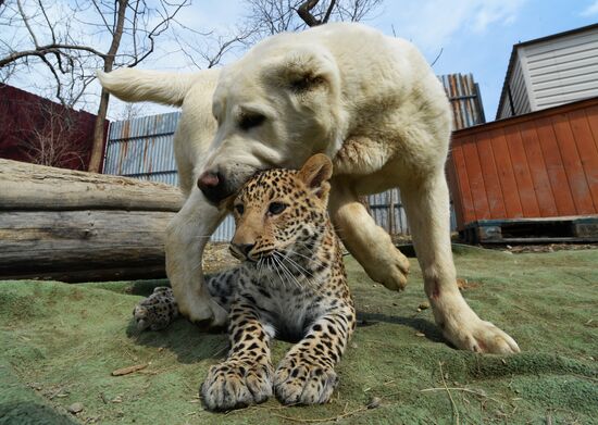 Овчарка взяла на воспитание детеныша леопарда в приморском зоопарке "Садгород"