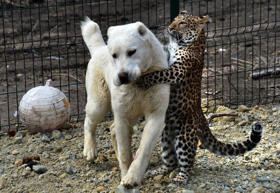 Овчарка взяла на воспитание детеныша леопарда в приморском зоопарке "Садгород"