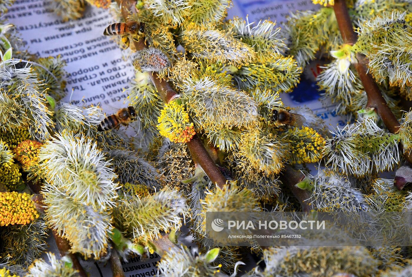 Празднование Вербного воскресенья в России