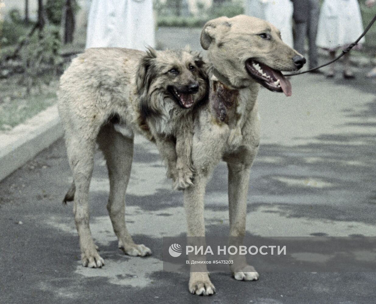 Двухголовая собака профессора  В.П.Демихова