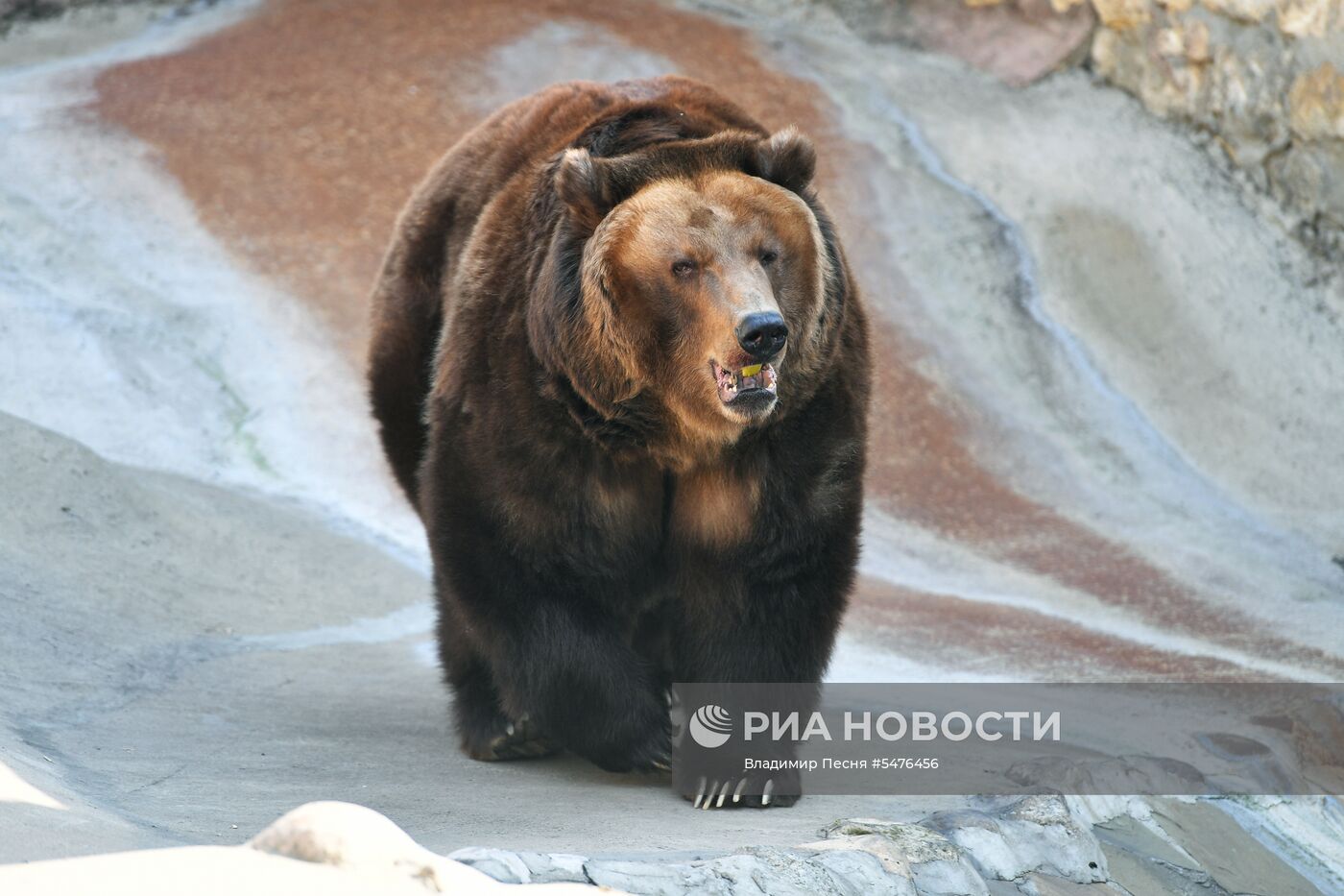 Медведи проснулись после зимней спячки в Московском зоопарке
