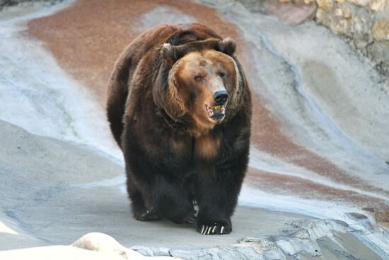 Медведи проснулись после зимней спячки в Московском зоопарке