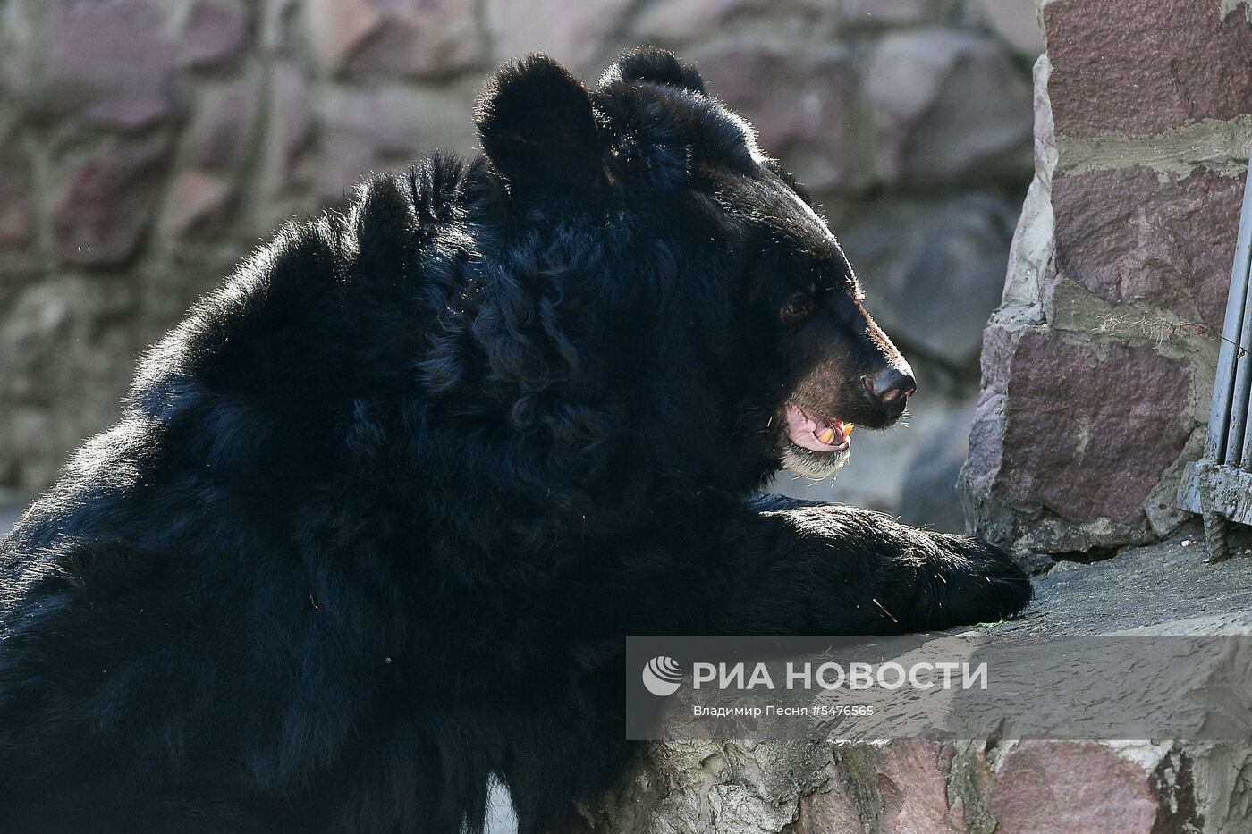 Медведи проснулись после зимней спячки в Московском зоопарке