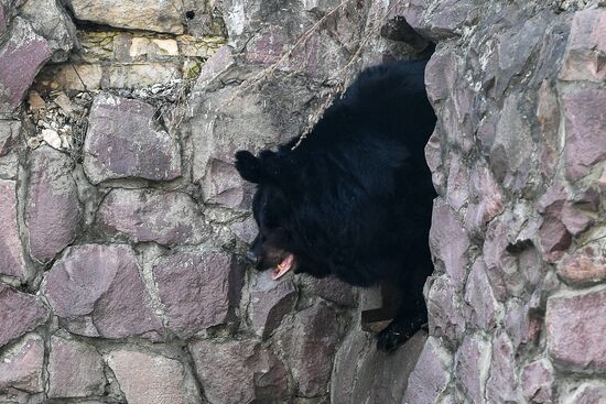 Медведи проснулись после зимней спячки в Московском зоопарке