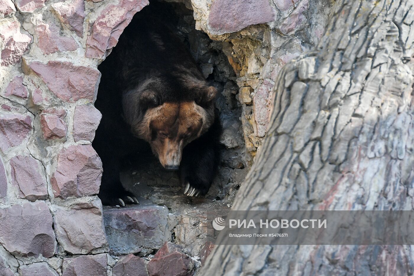 Медведи проснулись после зимней спячки в Московском зоопарке