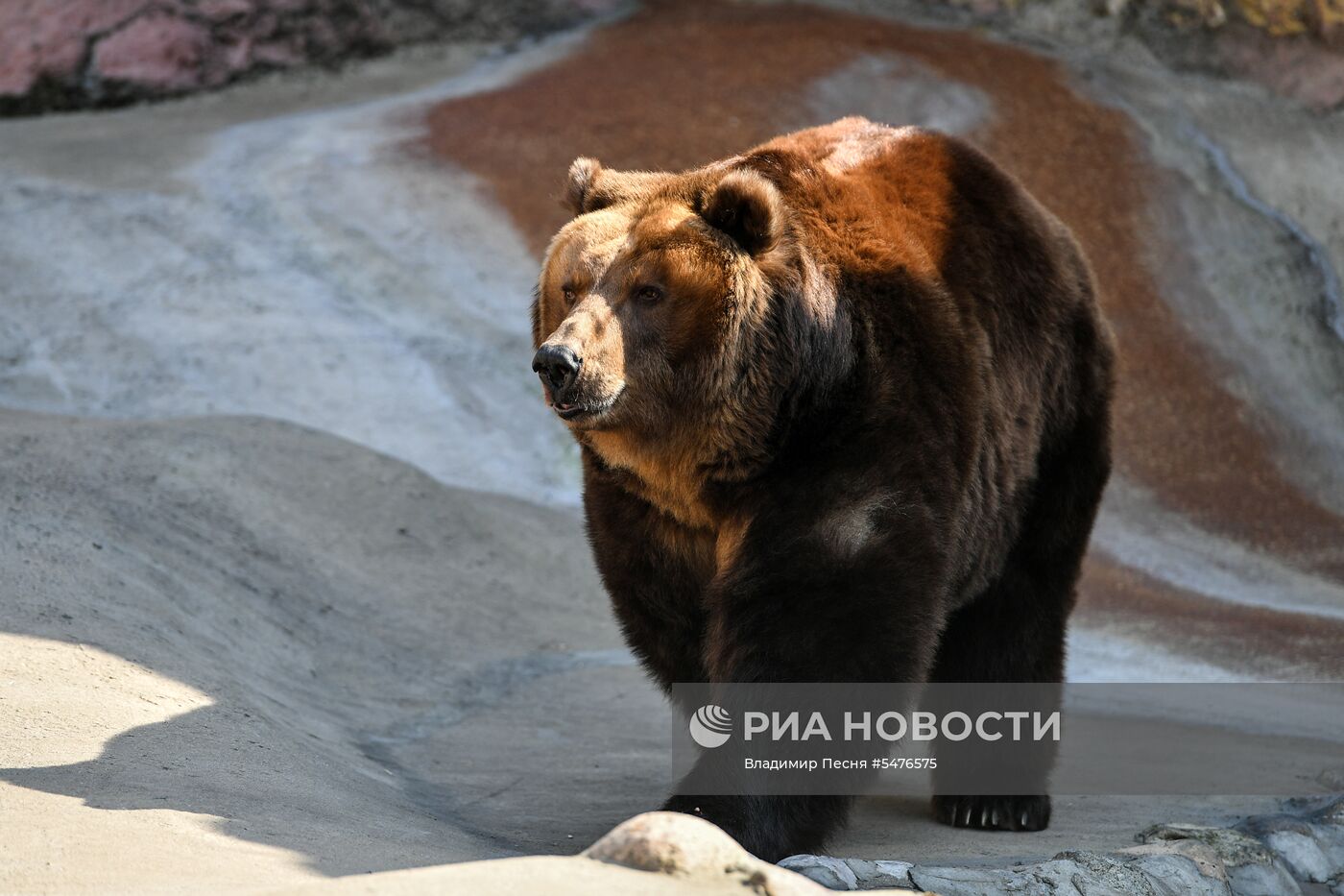 Медведи проснулись после зимней спячки в Московском зоопарке