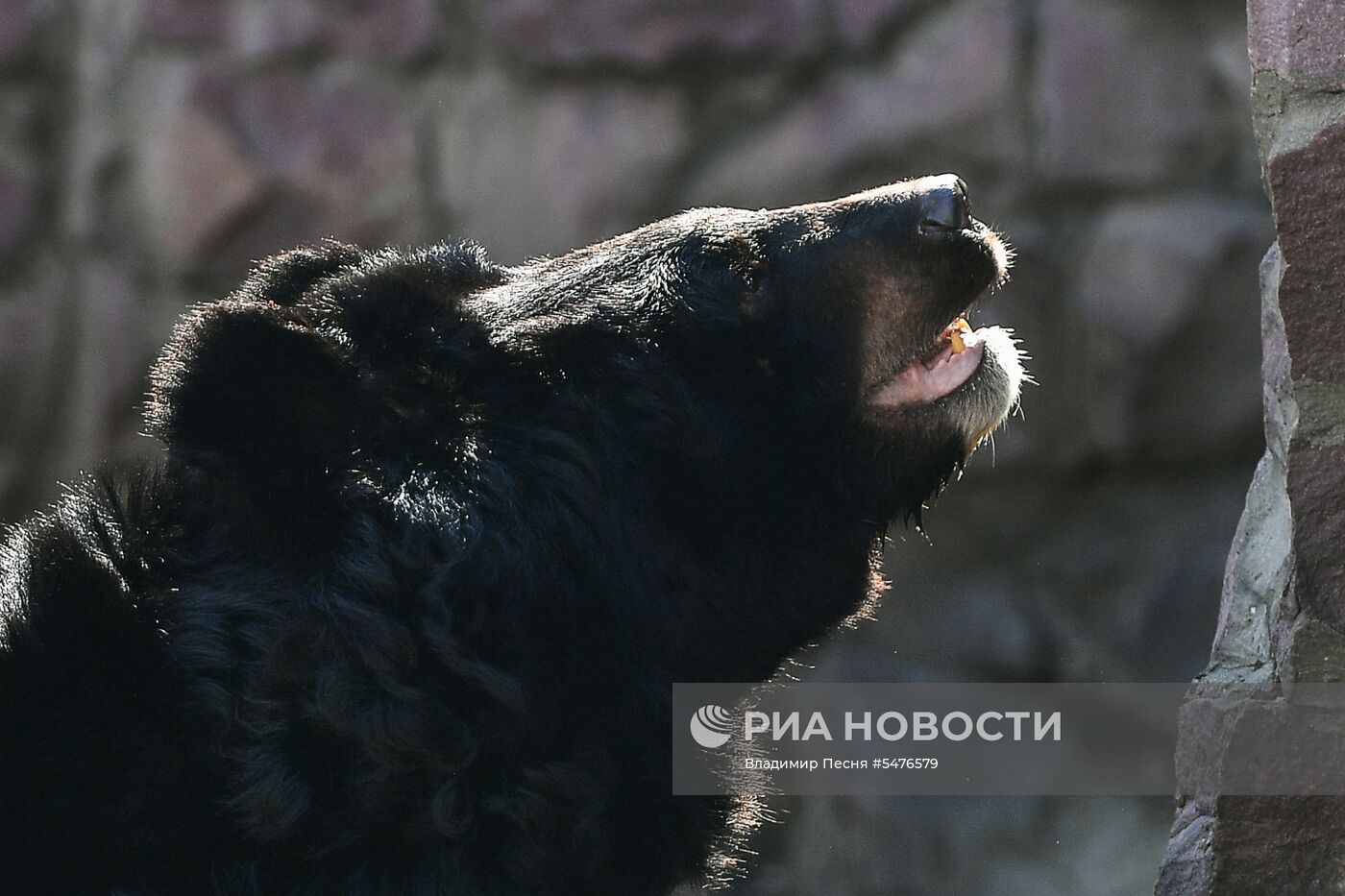 Медведи проснулись после зимней спячки в Московском зоопарке