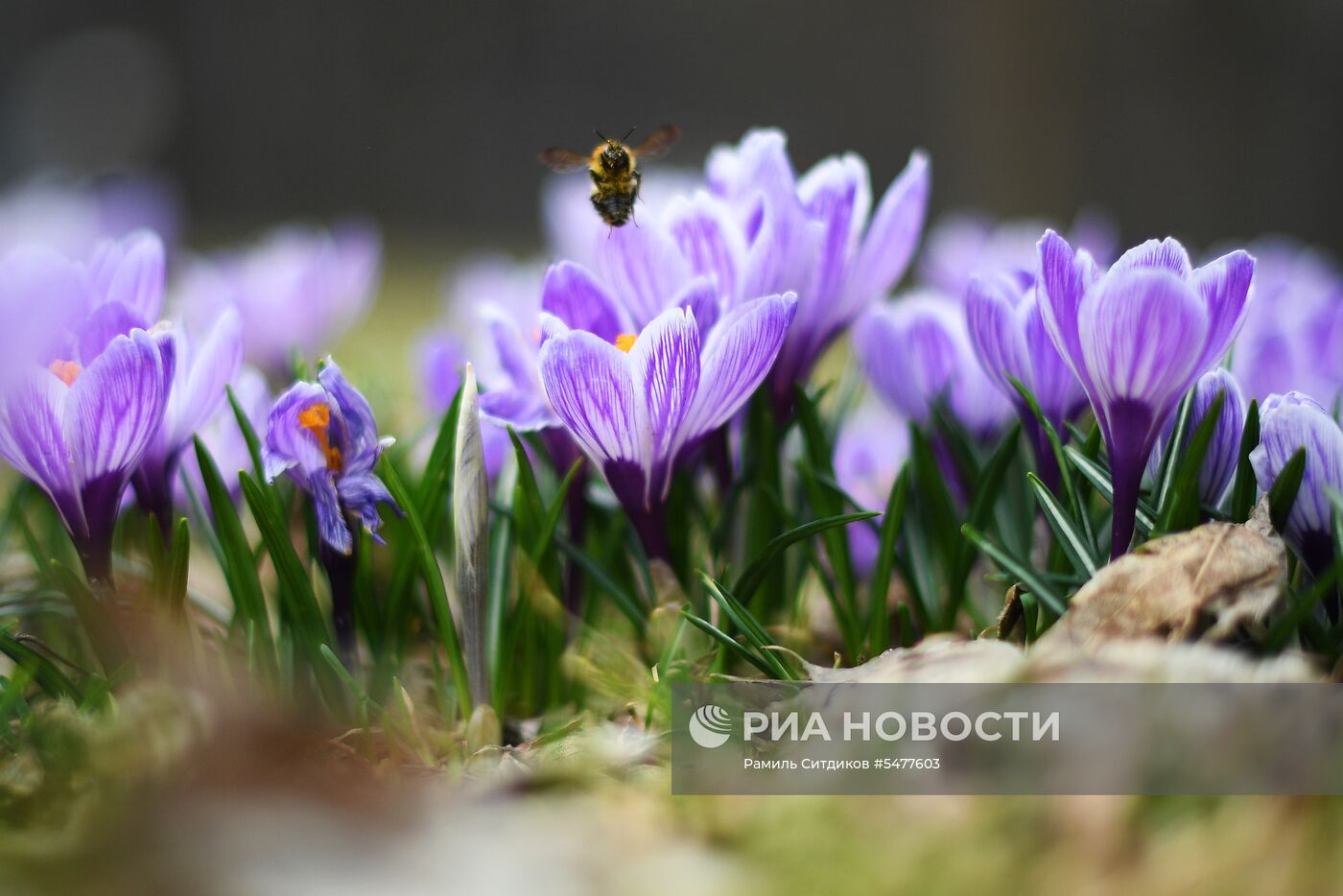 Весна в Москве 