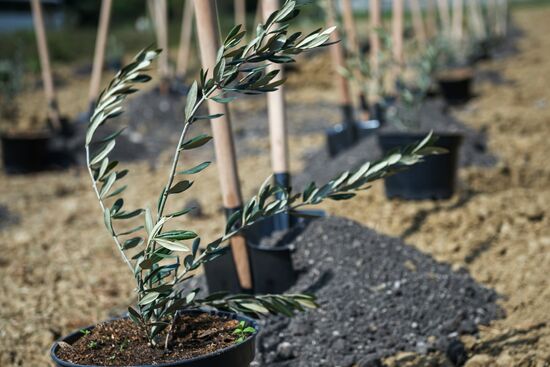 Аллею оливковых деревьев российско-сирийской дружбы высадили в Ялте 